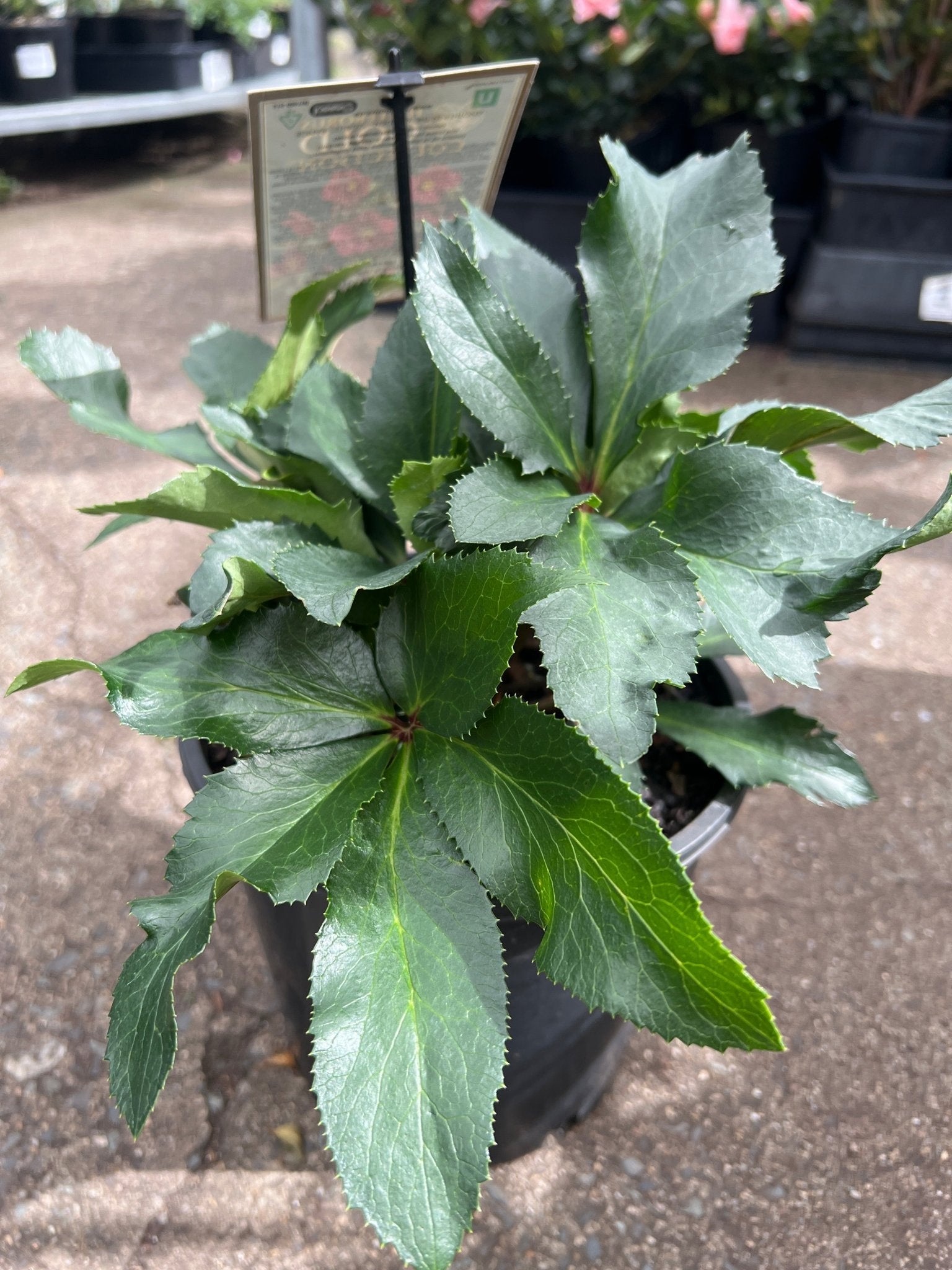 Helleborus Ice N Roses 'Early Red' - Ladybird Nursery
