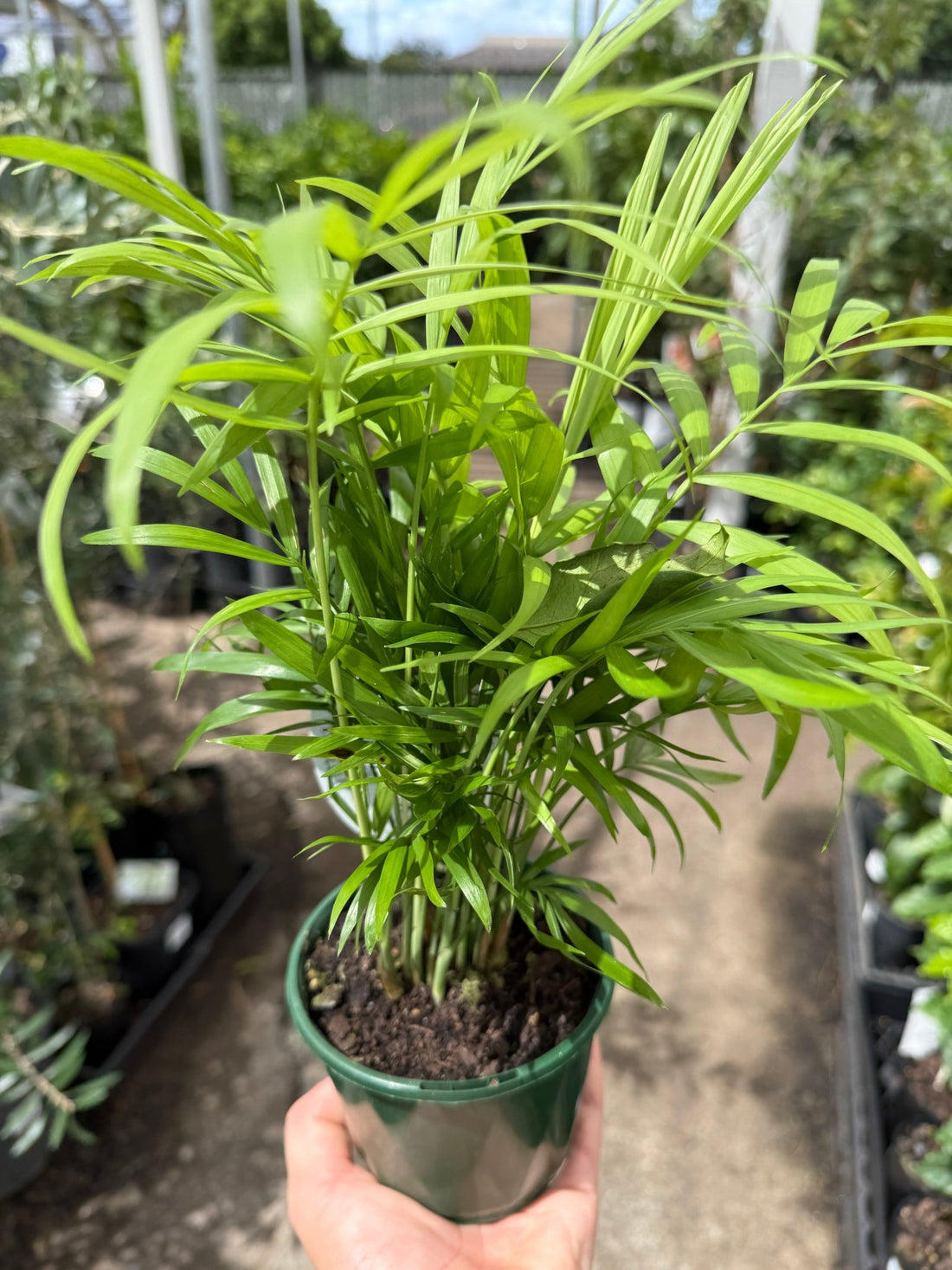 Indoor Parlour Palm - Ladybird Nursery
