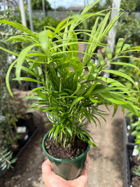Indoor Parlour Palm - Ladybird Nursery