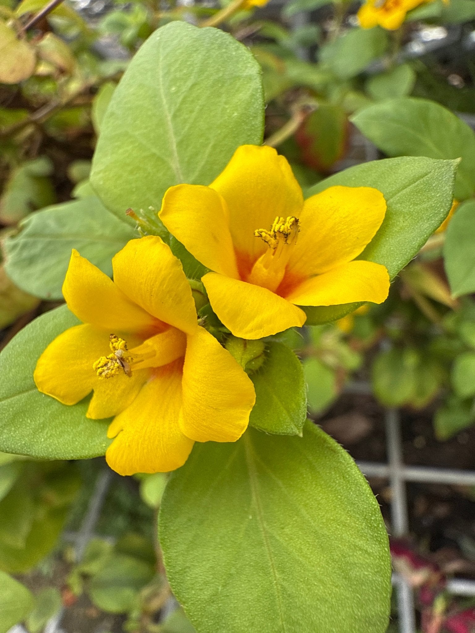 Lysimachia ‘Green & Gold’ - Ladybird Nursery