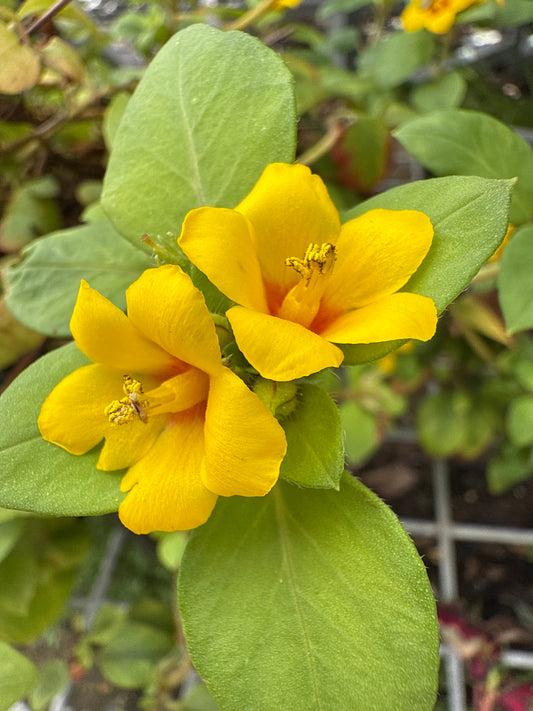 Lysimachia ‘Green & Gold’