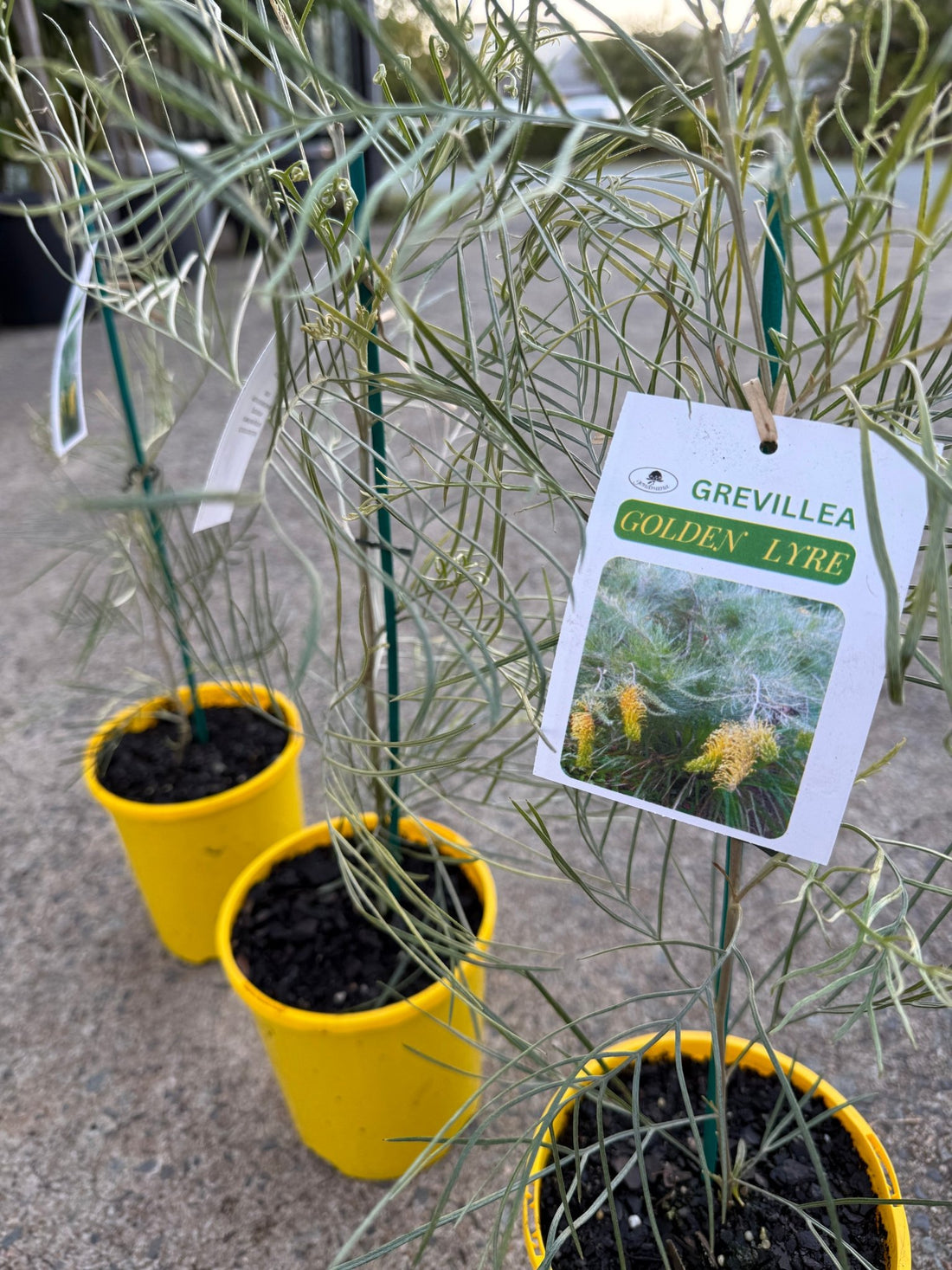 Grevillea 'Golden Lyre' - Ladybird Nursery