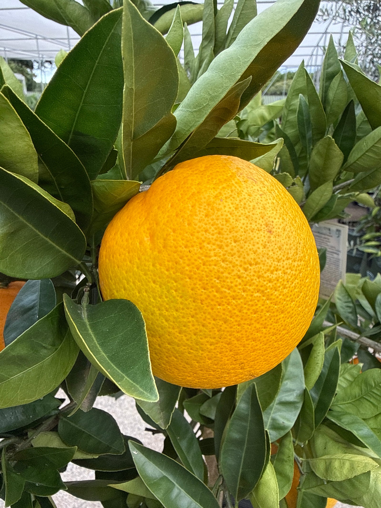 Orange 'Lanes Late Navel' Advanced 500mm Pot (PICK UP ONLY)