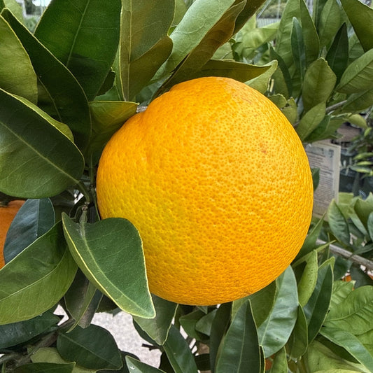 Orange 'Lanes Late Navel' Advanced 500mm Pot (PICK UP ONLY) - Ladybird Nursery