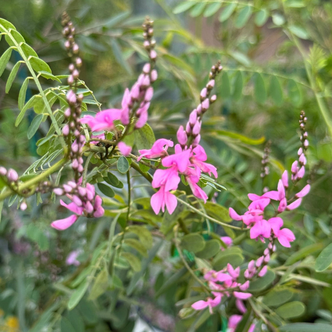 Australian Indigo (Indigofera australis) - Ladybird Nursery