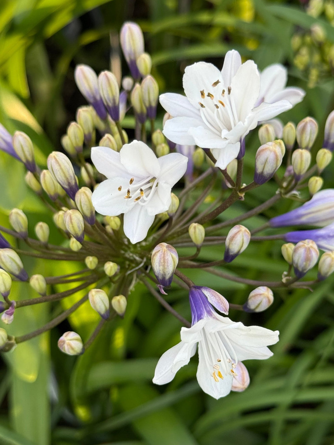 Agapanthus 'Ice Angel' - Ladybird Nursery