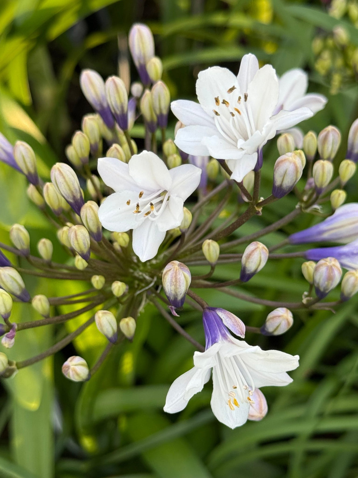 Agapanthus 'Ice Angel' - Ladybird Nursery