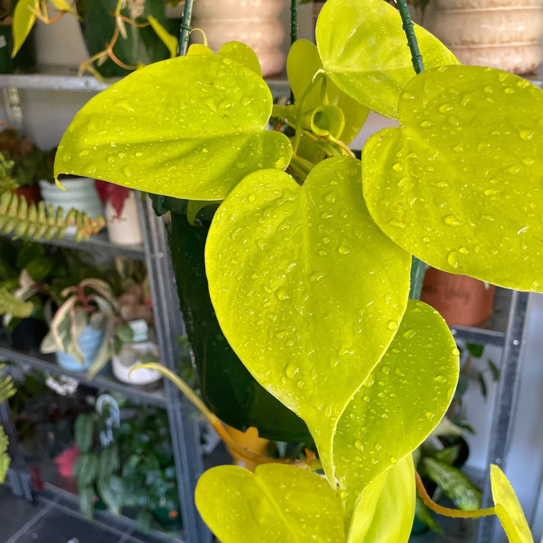 Philodendron Gold Heartleaf (Philodendron cordatum)