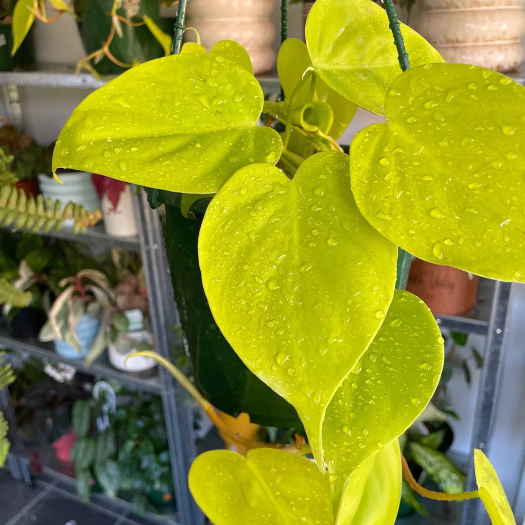 Philodendron Gold Heartleaf (Philodendron cordatum) - Ladybird Nursery