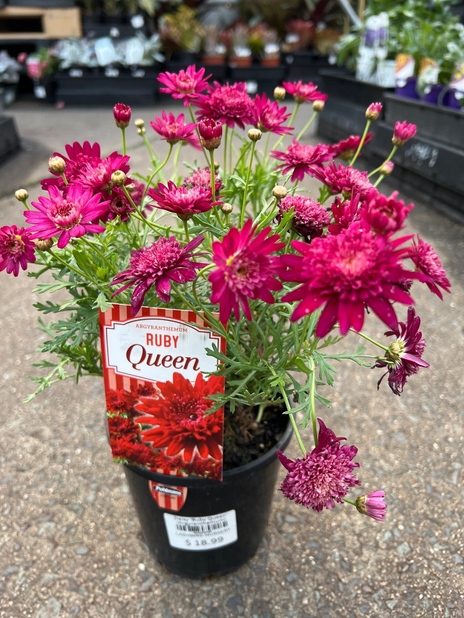 Daisy 'Ruby Queen' (Argyranthemum) - Ladybird Nursery