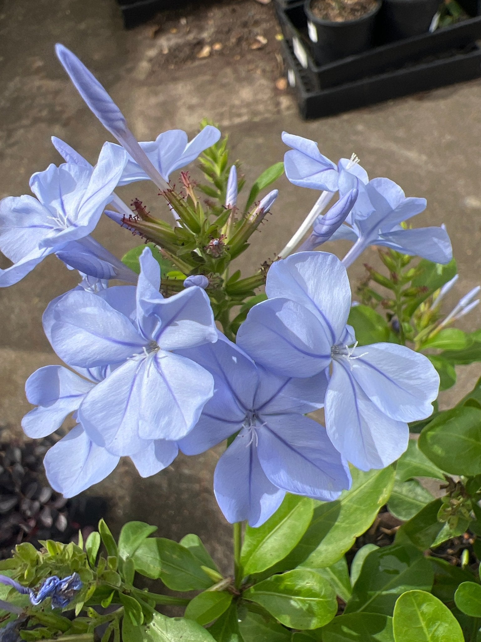 Plumbago ‘Royal Cape’ (Plumbago auriculata) - Ladybird Nursery