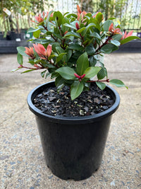 Metrosideros ‘Little Ewan’ (Metrosideros collina) - Large - Ladybird Nursery