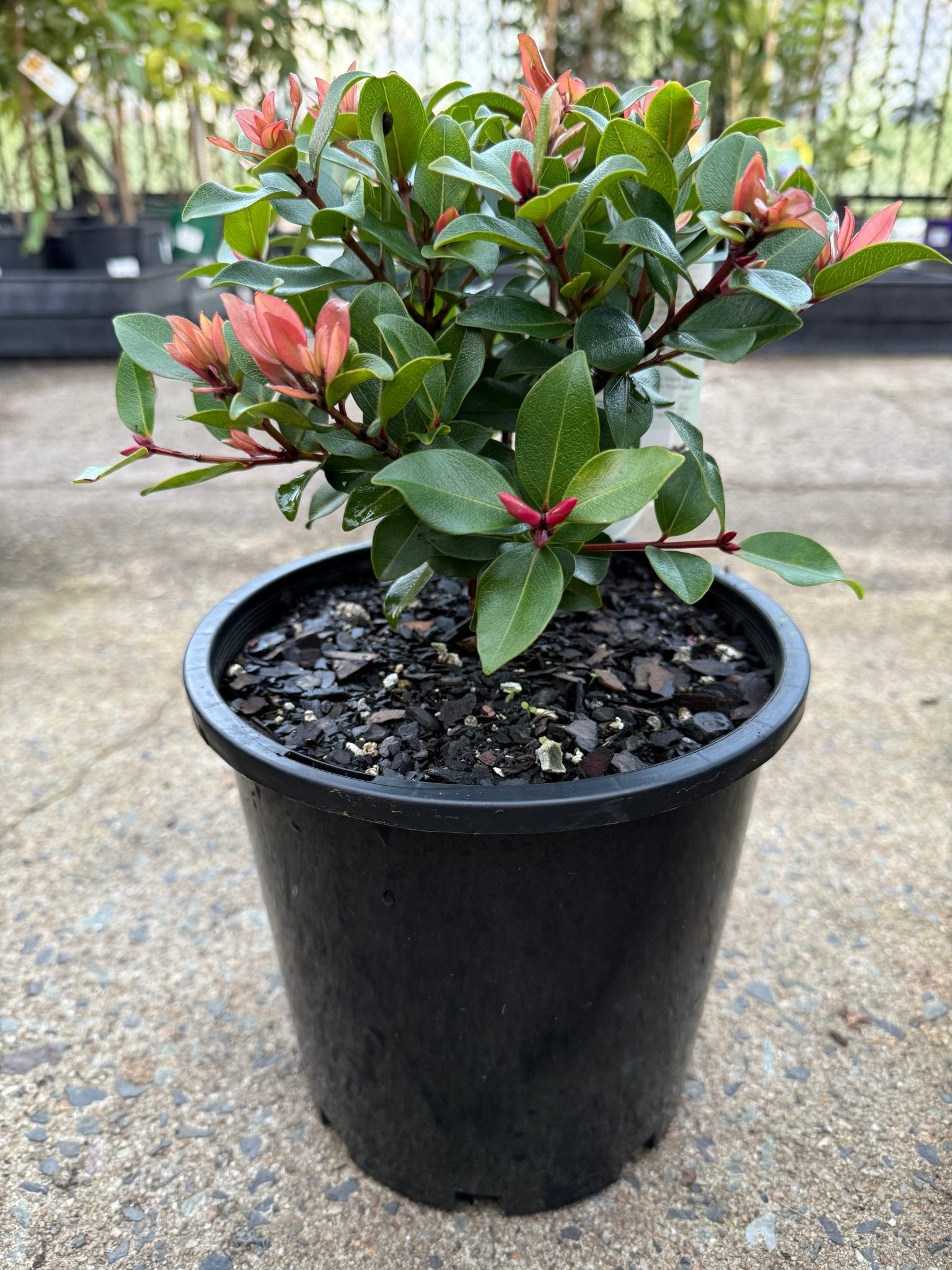 Metrosideros ‘Little Ewan’ (Metrosideros collina) - Large - Ladybird Nursery