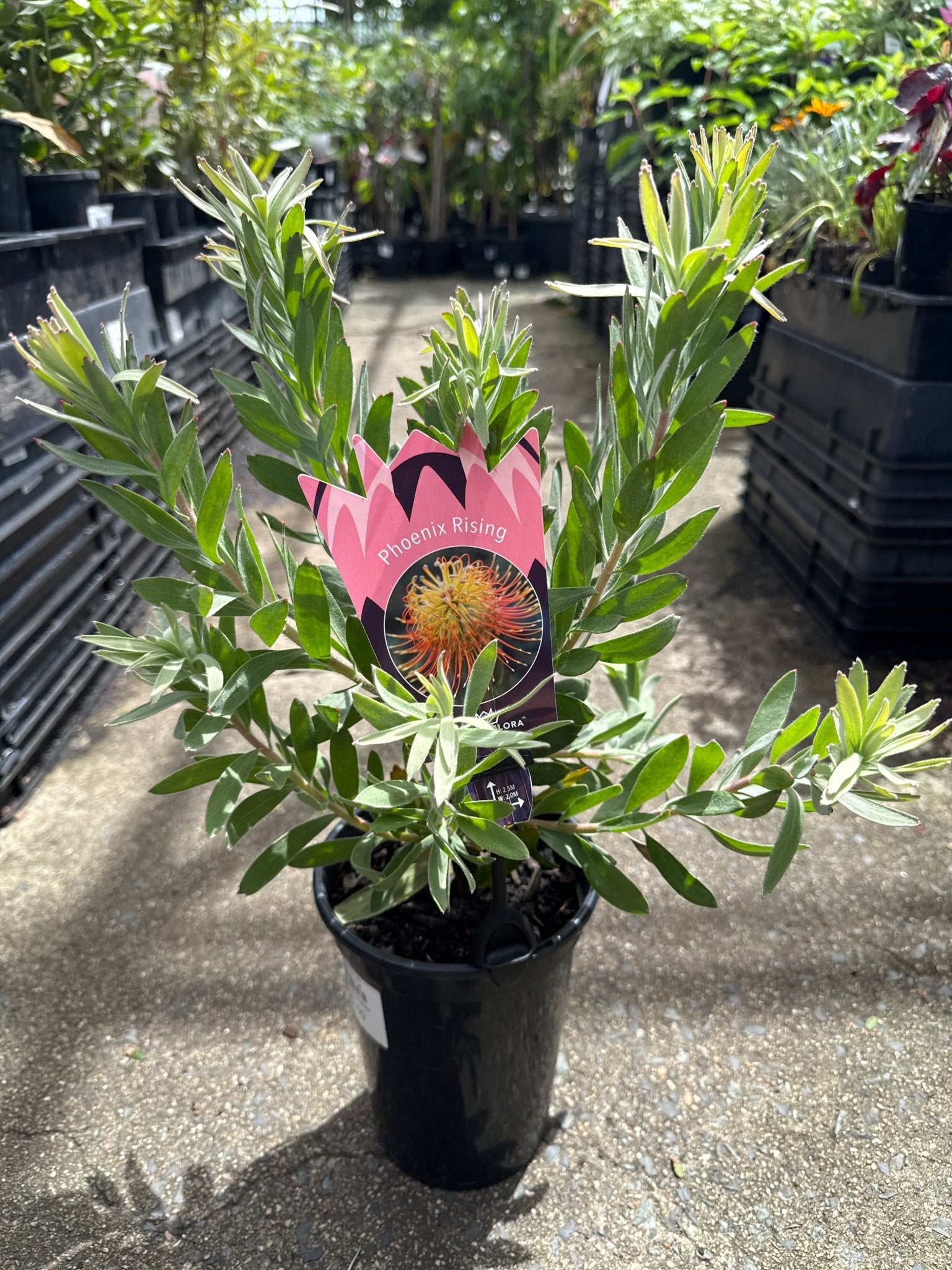Leucospermum ‘Phoenix Rising’ - Ladybird Nursery