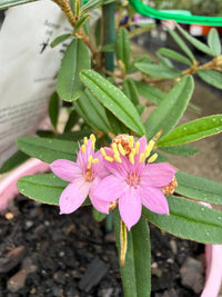 Phebalium woombye 'Pink' - Ladybird Nursery