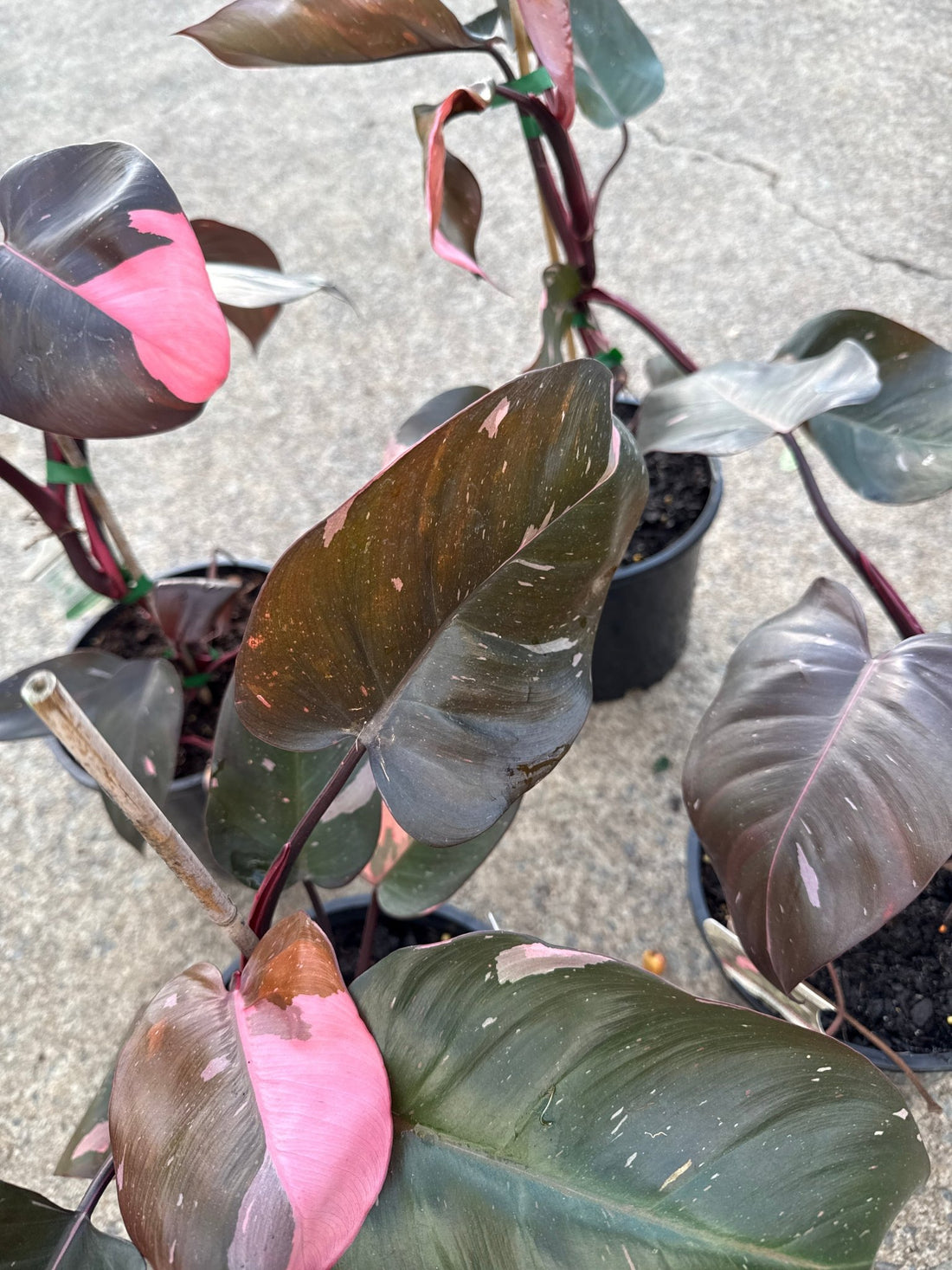 Philodendron 'Pink Princess' - Large - Ladybird Nursery