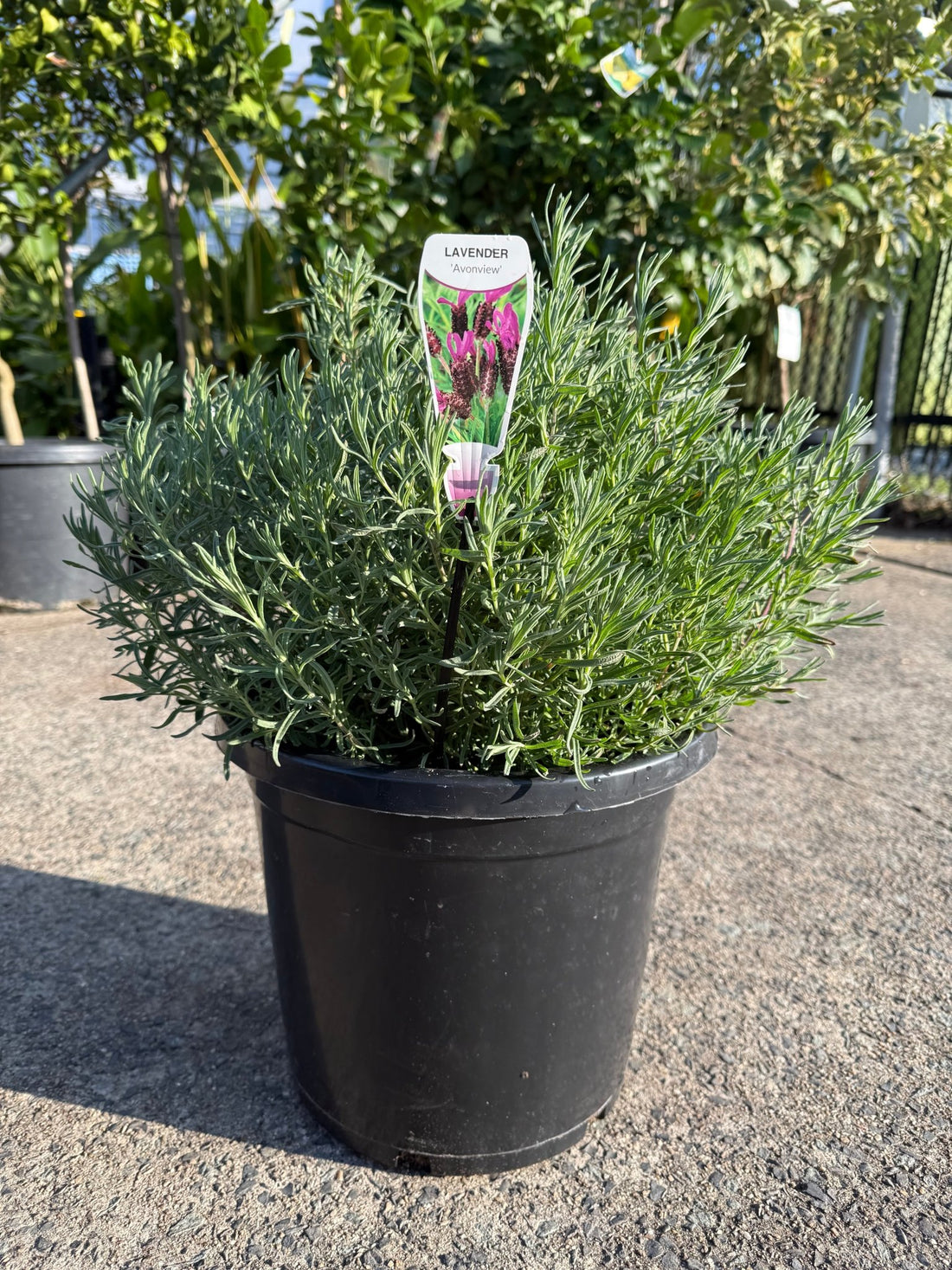 Lavender 'Avonview' (Lavandula stoechas) - Extra Large (PICKUP ONLY) - Ladybird Nursery