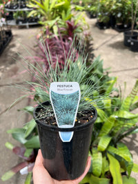 Festuca 'Elijah Blue' (Festuca glauca) - Ladybird Nursery