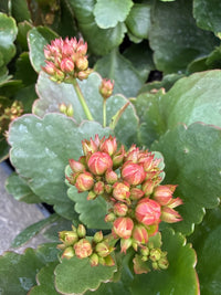 Kalanchoe ‘Turner’ (Kalanchoe calandiva) - Ladybird Nursery