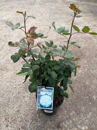 Rose 'Honor'