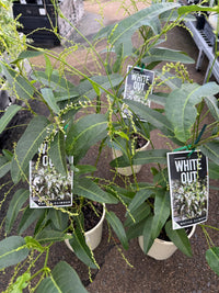 Hardenbergia 'White Out' (Hardenbergia violacea) - Ladybird Nursery