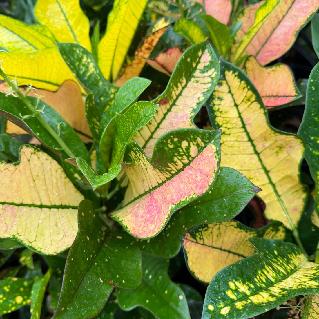 Croton 'Wilma' - Ladybird Nursery