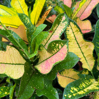 Croton 'Wilma' - Ladybird Nursery