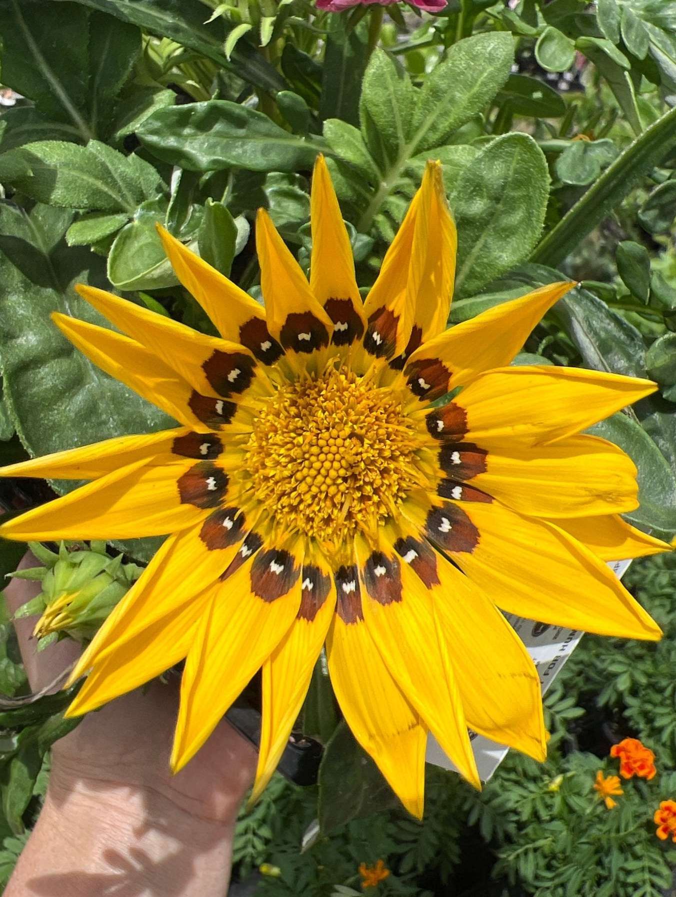 Gazania green leaf - 4cell pot (PICK UP ONLY) - Ladybird Nursery
