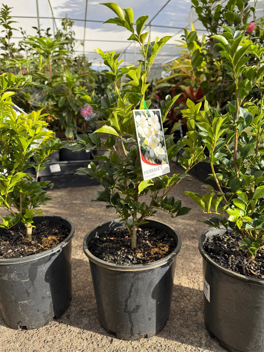 Mock Orange (Murraya paniculata) - Large - Ladybird Nursery