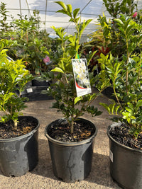 Mock Orange (Murraya paniculata) - Large - Ladybird Nursery