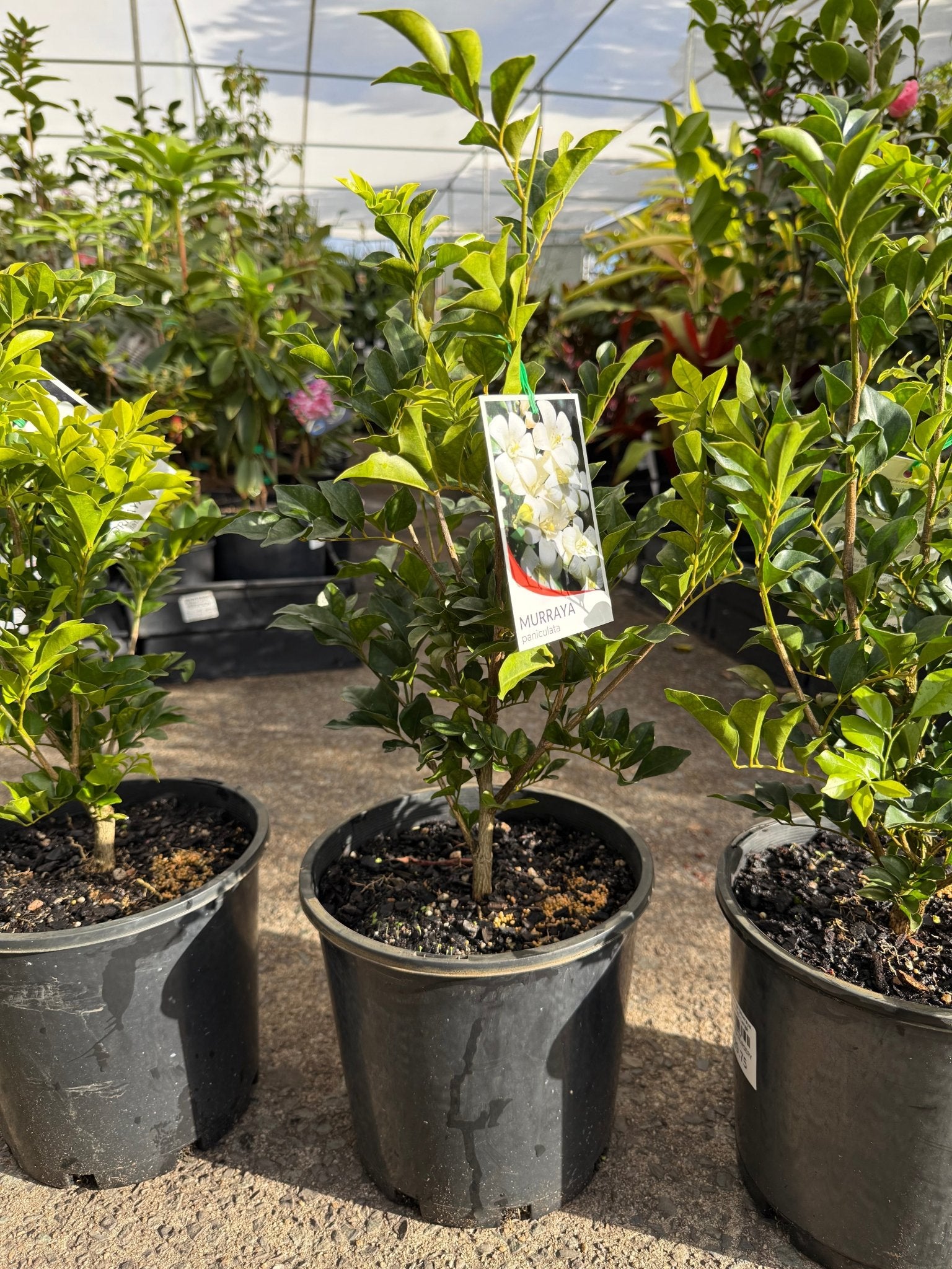 Mock Orange (Murraya paniculata) - Large - Ladybird Nursery