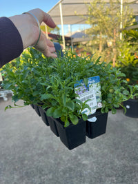 Lobelia Erinus 'Riviera White' 10 Cell Pot (PICK UP ONLY) - Ladybird Nursery