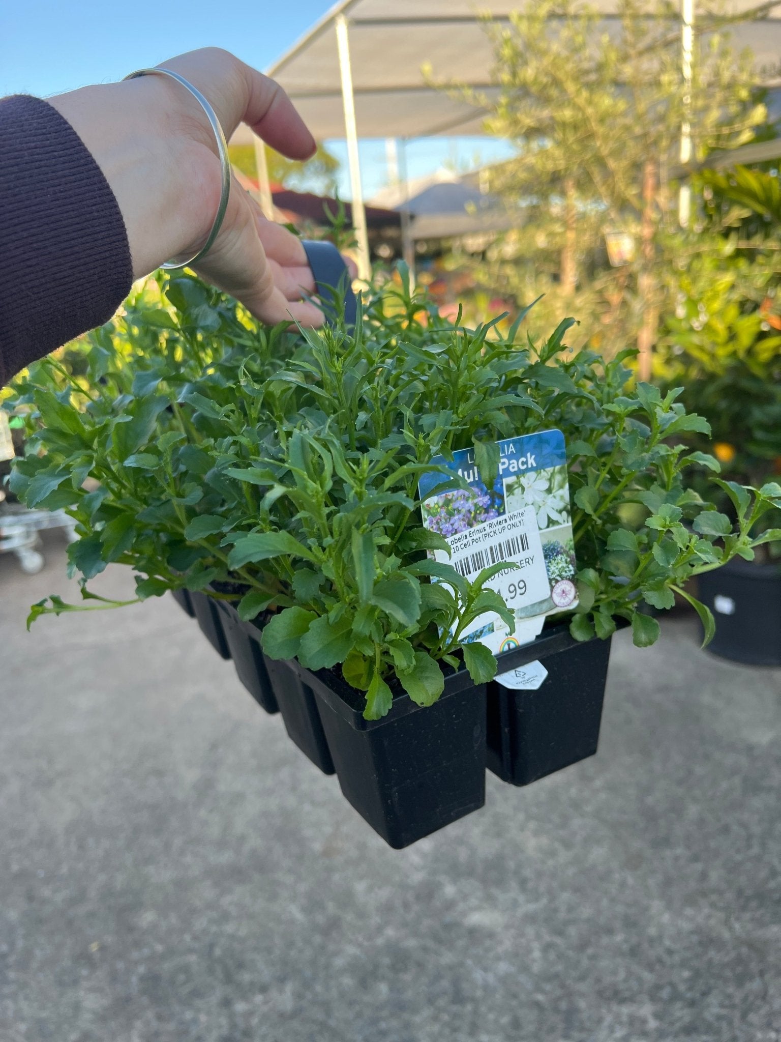 Lobelia Erinus 'Riviera White' 10 Cell Pot (PICK UP ONLY) - Ladybird Nursery