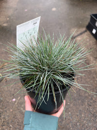 Festuca 'Beyond Blue' (Festuca glauca) - Ladybird Nursery