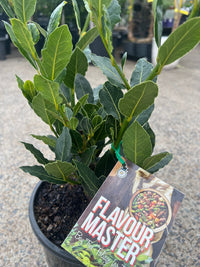 Bay Tree 'Flavour Master' (Laurus nobilis) Large - Ladybird Nursery