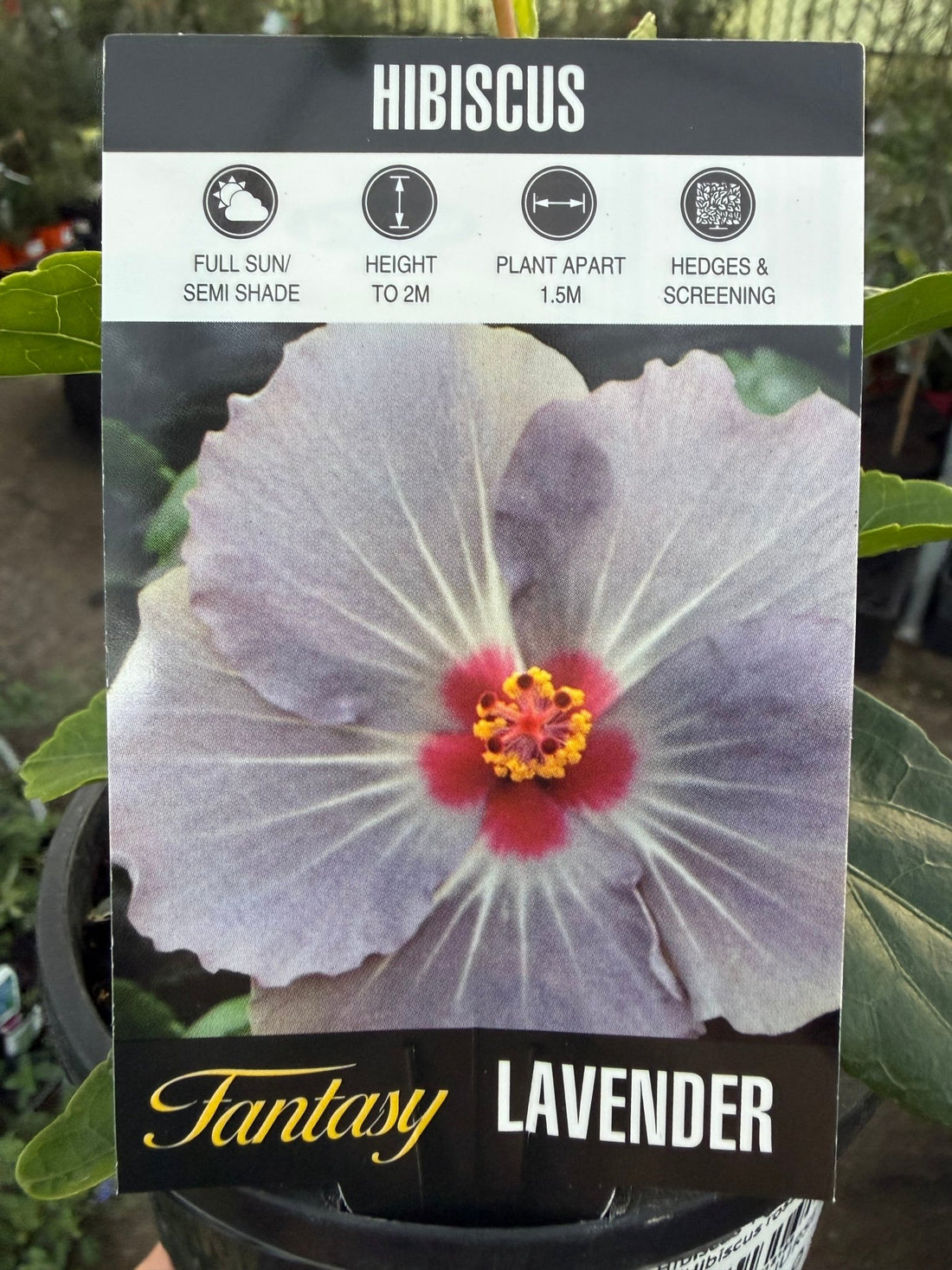 Hibiscus 'Fantasy Lavender' (Hibiscus rosa-sinensis) - Ladybird Nursery