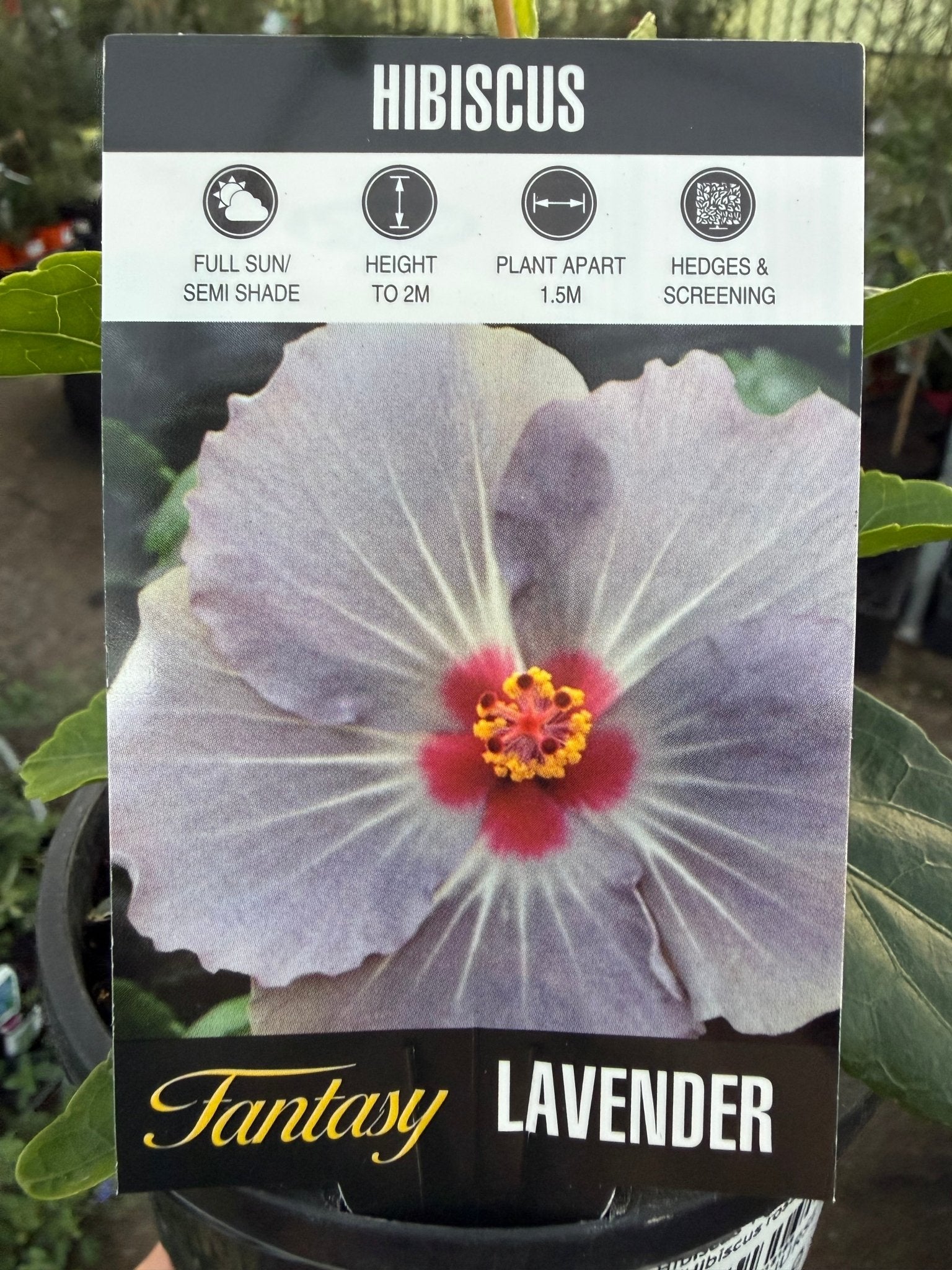 Hibiscus 'Fantasy Lavender' (Hibiscus rosa-sinensis) - Ladybird Nursery