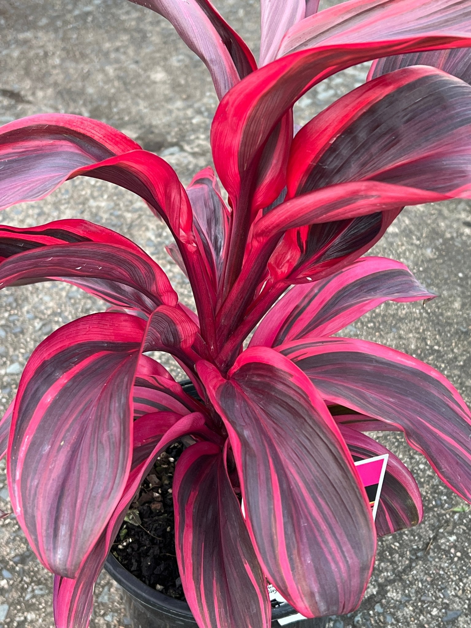 Cordyline 'Pink Champion' - Large - Ladybird Nursery