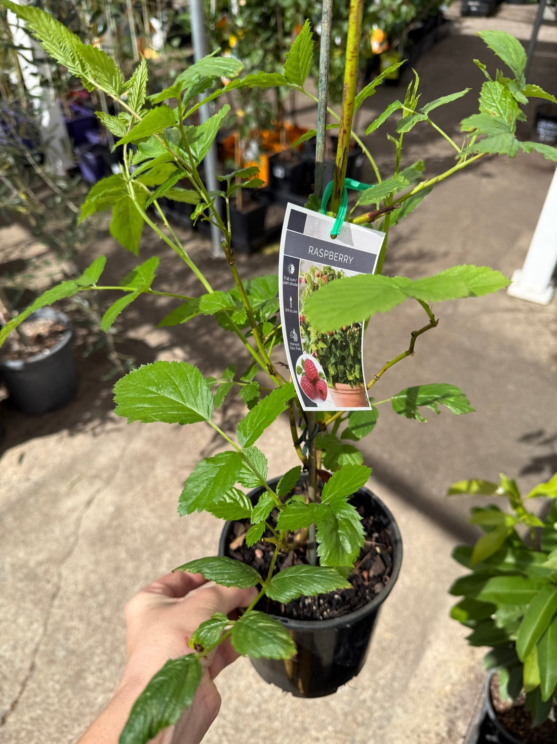 Native Raspberry (Rubus rosifolius) - Ladybird Nursery