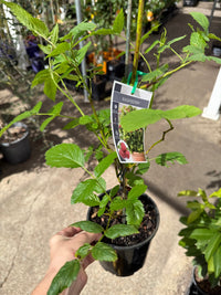 Native Raspberry (Rubus rosifolius) - Ladybird Nursery