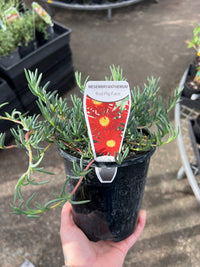 'Red Pig Face' (Mesembryanthemum) - Ladybird Nursery