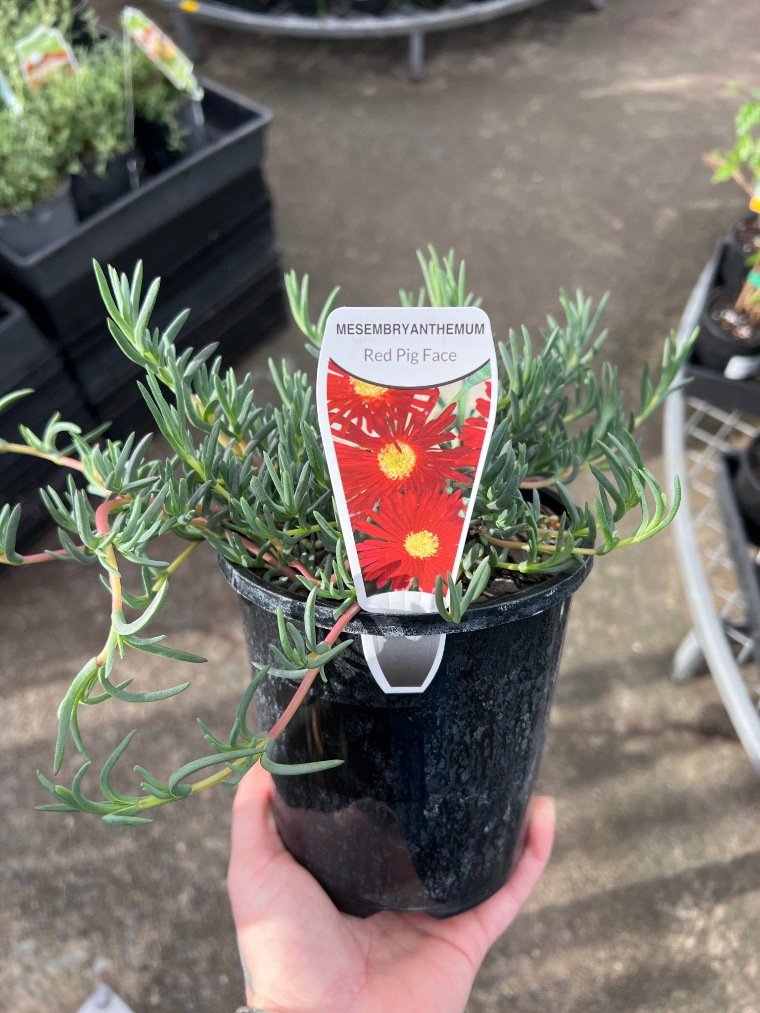 'Red Pig Face' (Mesembryanthemum) - Ladybird Nursery