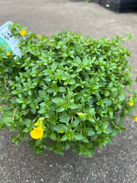 Mecardonia 'Magic Carpet Yellow'