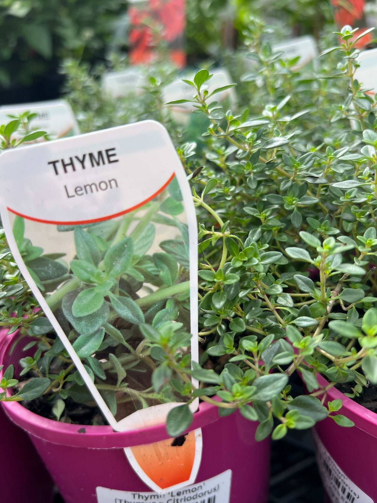 Thyme 'Lemon' (Thymus x Citriodorus) - Ladybird Nursery