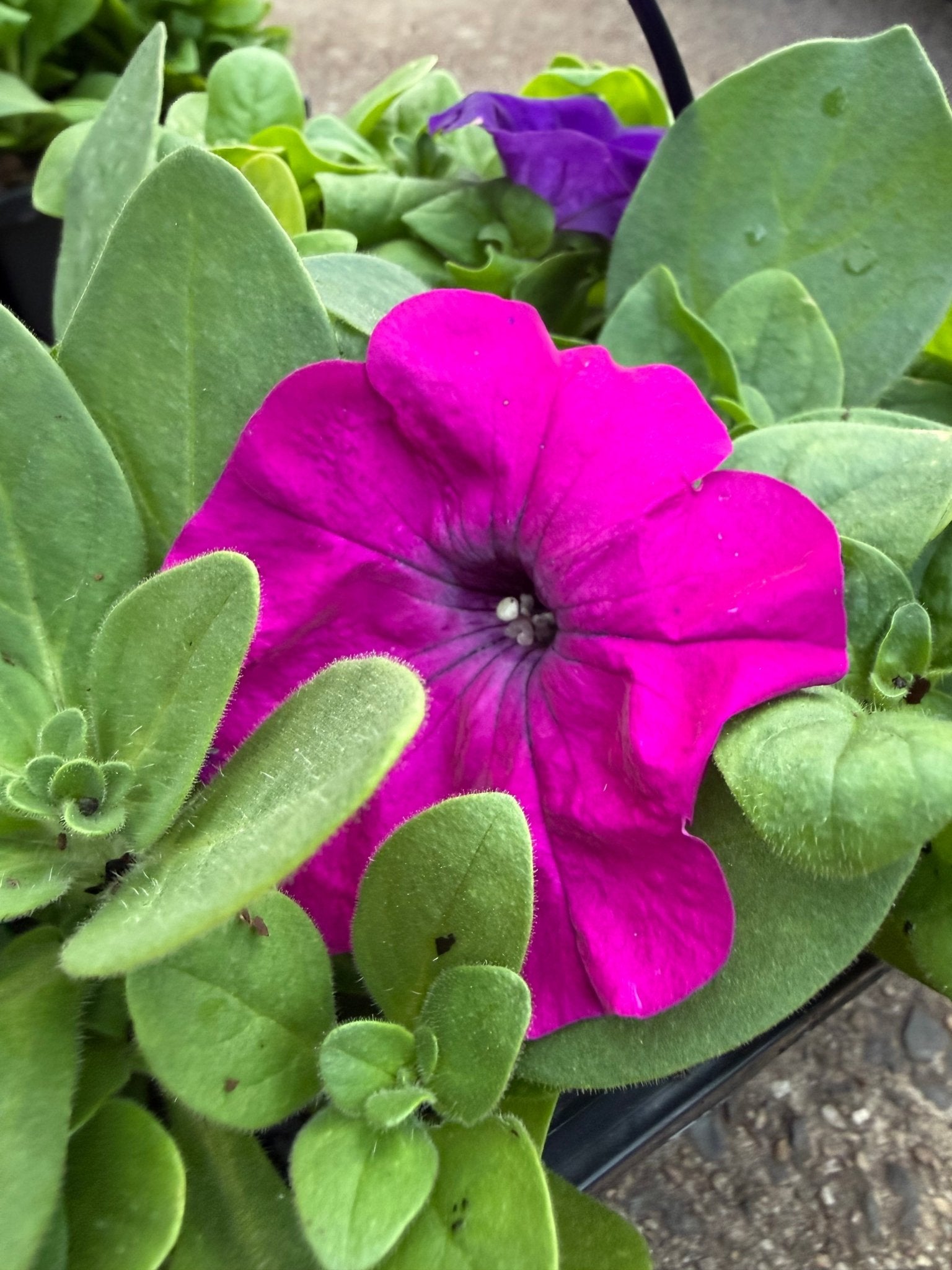 Petunia 'Lo Rider Mix'- 10 Cell Pot (PICK UP ONLY) - Ladybird Nursery