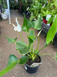 Anthurium 'White Winner' - Ladybird Nursery