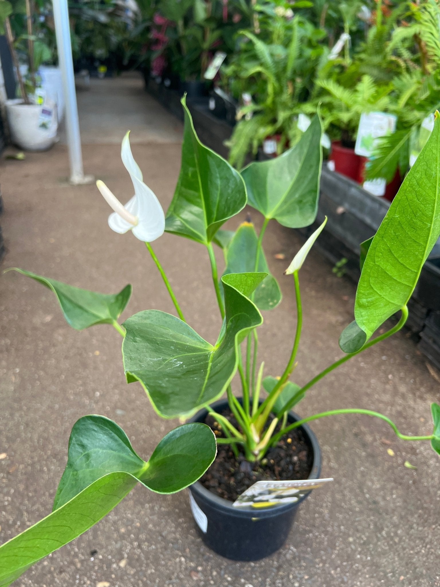 Anthurium 'White Winner' - Ladybird Nursery