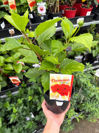 Hibiscus Flamenco™ Medusa - Ladybird Nursery