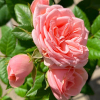Rose ‘Jewel Baby Pink’ - Ladybird Nursery