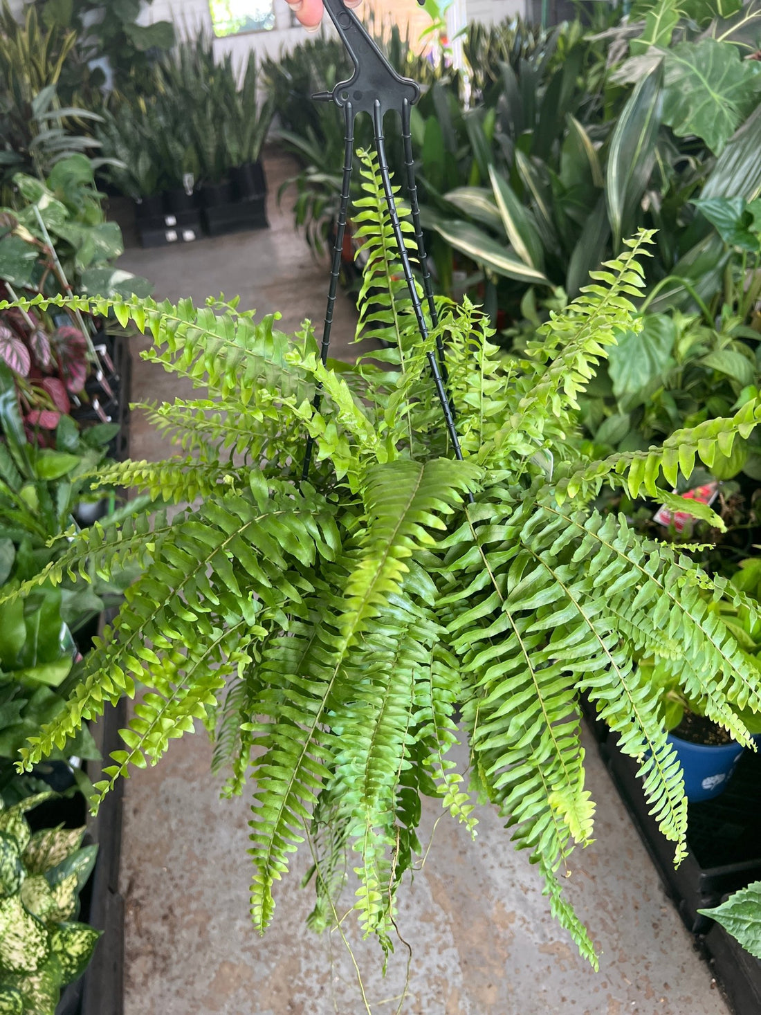 Boston Fern (Nephrolepis exaltata) Hanging Basket - Ladybird Nursery